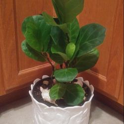 Ficus house plants$28-$34 Each pot