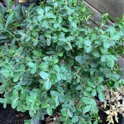Onsale english boxwood plant in 5 gallon