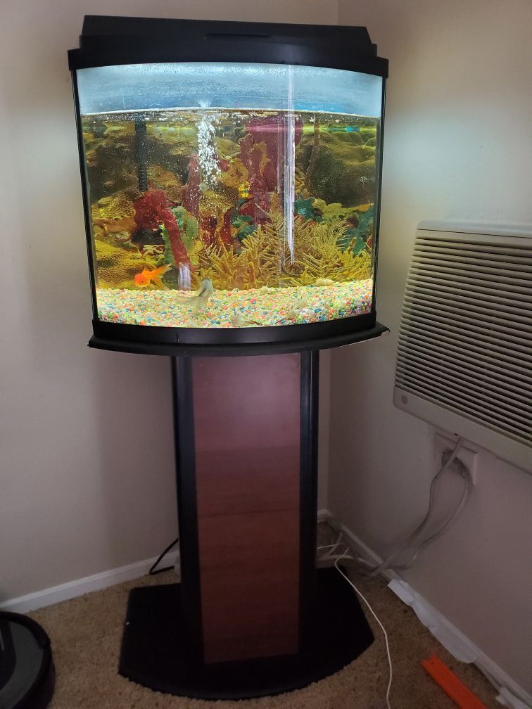 Fish Tank with filter,light ,feeded and 2 gold fish