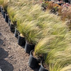 Drought Tolerant Grases