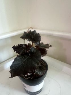 Begonia Black Magic