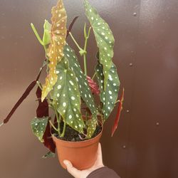 6” begonia polka dot