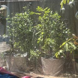 Night Jasmine on Trellis Pair