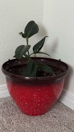 Rubber plant with beautiful extra large planter