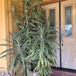 Dracaena plant