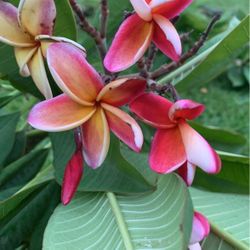 pedazo de plumeria 