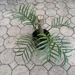 Philodendron Tortum: Rare Tropical Houseplant - 6 Inch Pot