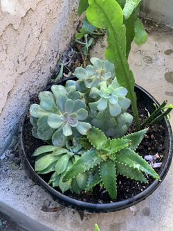 Succulents