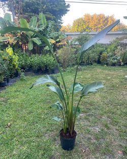 BIRD OF PARADISE PLANT Triple (3 gallon pot - Indoor Air Purifying) Bold, Elegant