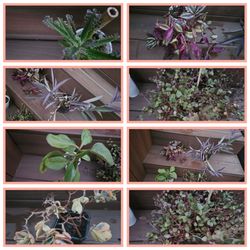 Beautiful plants bundle for $15