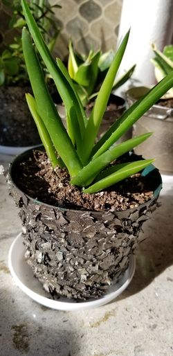 Aloe vera