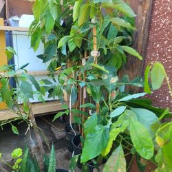 Aguacate Hass Arbol