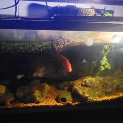 Turtle / Fish Tank
