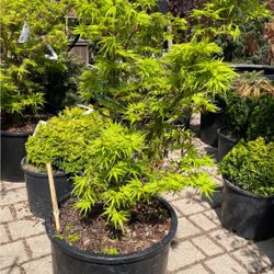 Green Japanese maple trees 🌳 