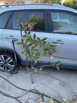 Gorgeous Large Kauka Plumeria cutting. Huge instant trees. Over 20 branches/tips. Great orange rainbow