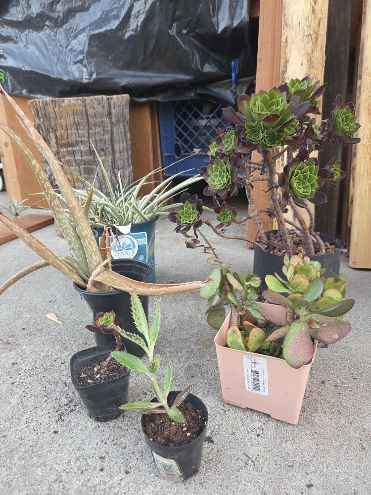 Plants each set $15
