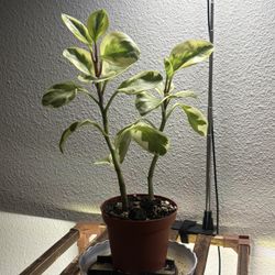 Moving Out Sale; Plants