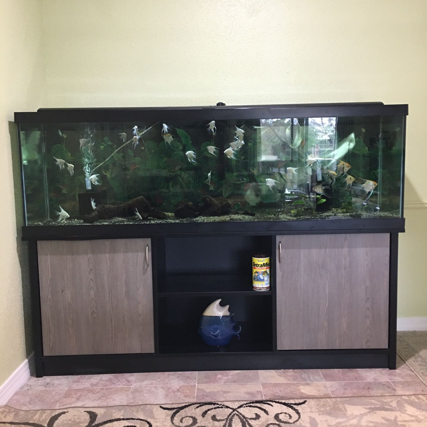 Petco 125 hotsell gallon fish tank