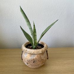 Dracaena Trifasciata Snake Plant Houseplant with Cache Pot