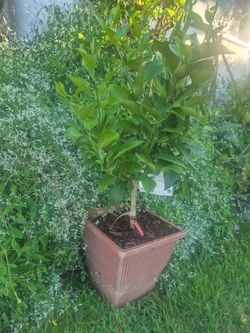 Dwarf Mandarin tree with fruit