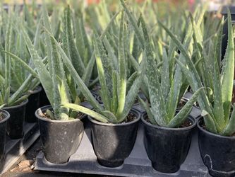 Aloe for sale