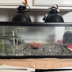 20 Gallon Long Turtle/reptile Tank