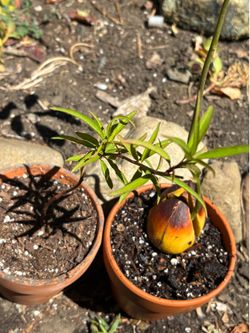 Peach tree