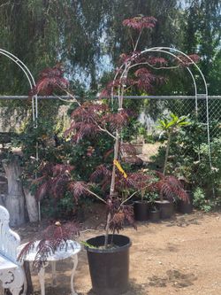 Summer Chocolate Mimosa Tree
