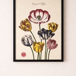 framed botanical tulip print
