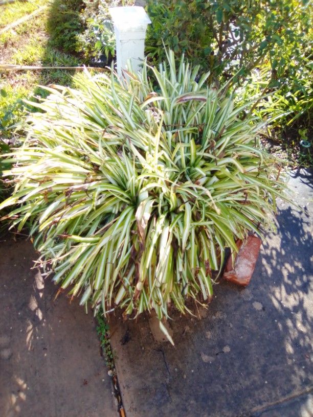 Spider Plants W/Pot