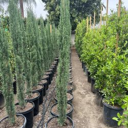 Italian Cypress