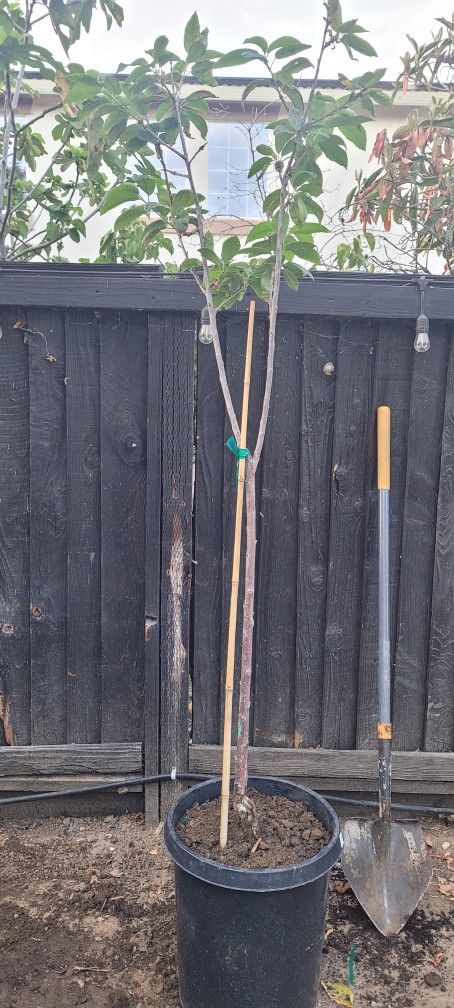 Bing Cherry Tree