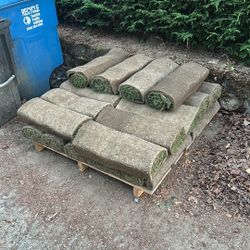Fresh Sod 24 Rolls 