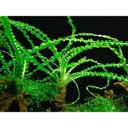 Large Crinum Calamistratum Aquarium Aquatic Plant Fish Tank