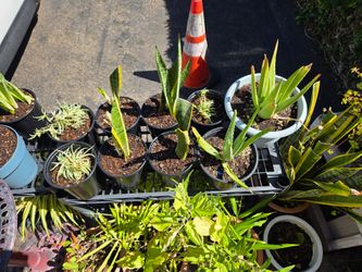 Succulent plants for sale