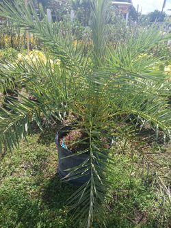 Sylvester Palm Trees 15gl $110🌴