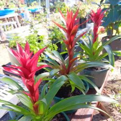 Bromeliads 