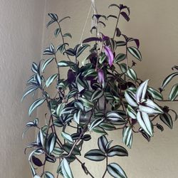Wondering Jew Plant In A Hanging Planter 