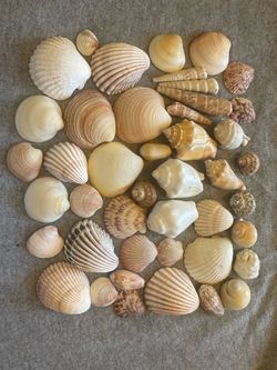 Bulk of Sea shells