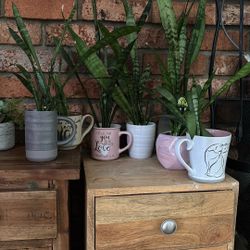 platitas hermosas set de 7 piezas 