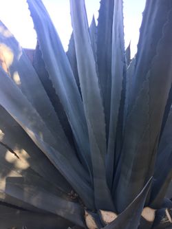 Blue Agave