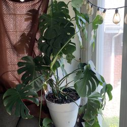 3 Giant Monstera Deliciosa Plants $60 Each
