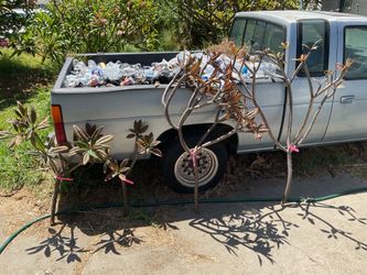 Hilo Plumeria fresh cuttings. 4 of them available the 2 smaller are $40 each and the 2 larger are $60 each. All have multiple branches and multiple ti
