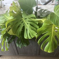Monstera Plants