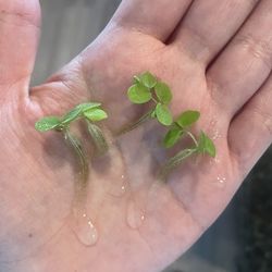 Floating Aquatic Plants
