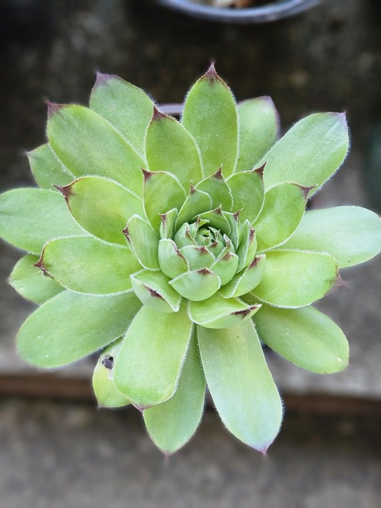 Succulent Plant