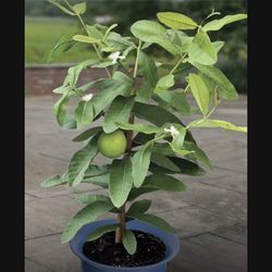 Sweet Creamy Mexican Guava Live Plant 1 Gal (1-Pack)
