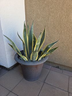 Large Outdoor Plant