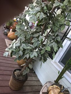 Large Artificial Ficus Tree in Basket Pot