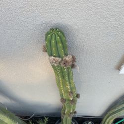 Trichocereus Pachanoi ‘ Nana’ - San Pedro Cactus